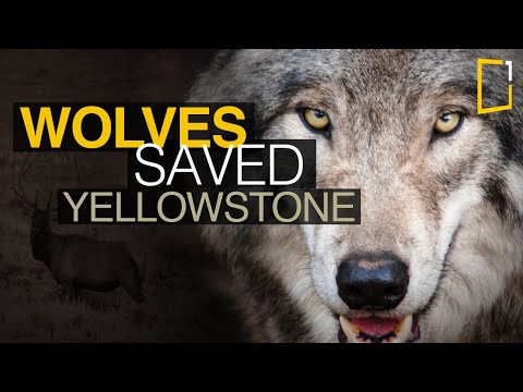What happened to the coyote population in Yellowstone?
