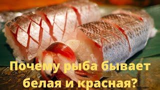 Почему рыба бывает белая и красная?