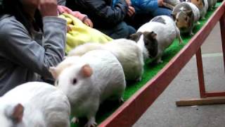 モルモット走る！　その２　～　埼玉県こども動物自然公園　Run guinea pig - Saitama Children's Zoo - Saitama-ken, Japan