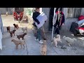 2024 12 16 stray dog home 感谢宠物医院百里迢迢开车来给我们送狗粮，狗狗们开心的蹦蹦跳跳的。