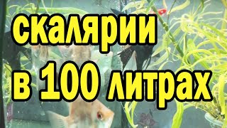 Скалярии в 100 литровом аквариуме