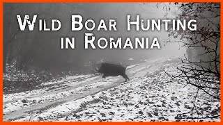 WILD BOAR HUNTING IN ROMANIA 💥🐗🐗🐗 AMAZING!!!