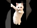 Cat lover vaani | Cat videos #cutecat #funny #cat #cuteanimals #090