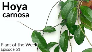 How To Care For Hoya carnosa (Wax Plant) | Plant Of The Week Ep. 51