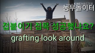 접목 접붙이기 한 결과!! 성공률 높이려면! 여름철도 접목. grafting look around 복숭아 자두 가지접붙이기 그루터기접 덧데기접 키스접 다리접 눈접 아접