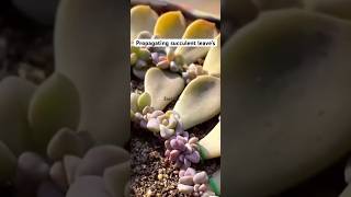 Propagating succulent leave’s