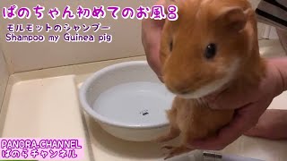 【モルモット】ぱのちゃん初めてのお風呂　モルモットのシャンプー　Shampoo my guinea pig ぱのらチャンネル