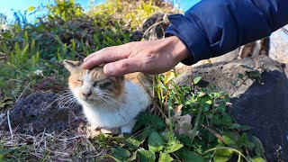 道路脇の広場に猫がいたのでバイクを停めてナデナデしてきた