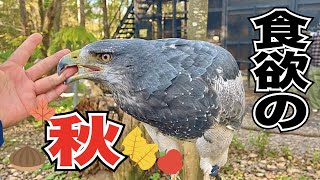 大型猛禽による最高の秋の食べっぷり！