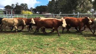 MARIA RIVER EU PTIC COWS