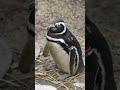 上越市立水族博物館 うみがたりのマゼランペンギン🐧