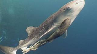 Diving Bunaken