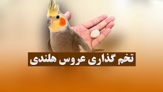 نشانه های تخم گذاری در عروس هلندی یا انواع طوطی