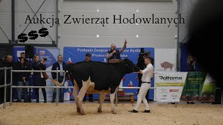 II Aukcja Zwierząt Hodowlanych w Sokołach 2023r.