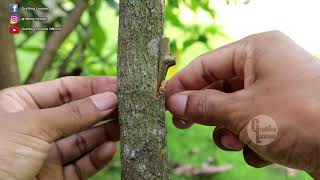 Single Bud Grafting Technique on Longan Tree