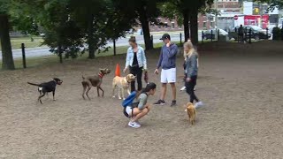 City looking for feedback on Toronto's off-leash areas