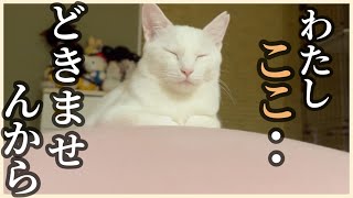 元野良猫リリーが、ヨギボーから降りてくれません…