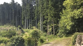 埼玉県 林道 久留生入線（行き止まり）