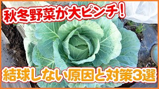 10月末から結球しなけば要注意！結球しない原因と対策3選！家庭菜園で秋冬野菜が結球しない時の対策、キャベツや白菜栽培を成功させる秘訣をご紹介【農園ライフ】