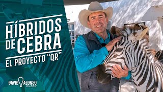 Híbridos de Cebra | El Proyecto \