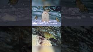 caocuongvu | Loài chim lưu manh nhất thế giới | Sự Thật Là Lùng Mà Bạn Chưa Bao Giờ Biết #shorts