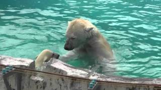 2011年6月4日　円山動物園　ホッキョクグマの水泳教室