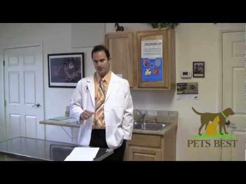 How to Tell if Your Dog Has a Urinary Infection How to Tell if Your Dog Has a Urinary Infection