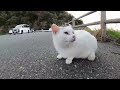 感動猫動画 のライブ配信