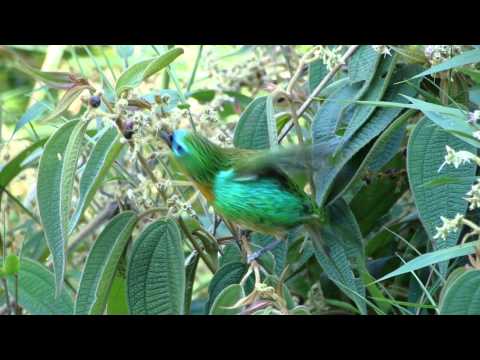 Saíra-lagarta (Tangara desmaresti)