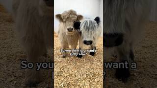 So you think you want a Baby Cow?