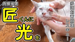 【全盲・脳障害から救いたい】角膜損傷した子猫を多頭飼育崩壊から保護【保護猫ボランティアいなつ】