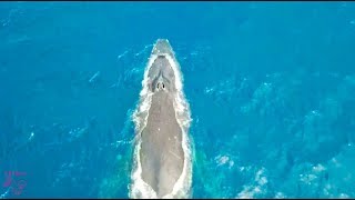 Whale Family in Tokunoshima! （旅色フェスタとまこステージ）