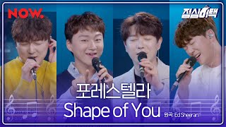 [LIVE] 포레스텔라 (Forestella) - Shape of You cover. | 점심어택