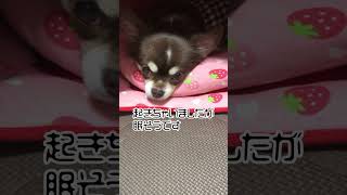 お部屋でねんね中！お猿みたいな顔#shorts #チワワ #犬 #かわいい #youtubeshorts