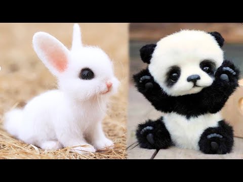 आज ही पाल लो इन बेहद प्यारे जानवरो को! TOP 10 CUTEST EXOTIC ANIMALS YOU ...