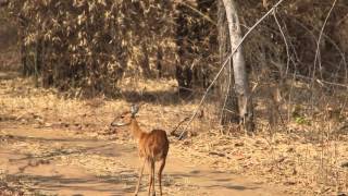 Four horned antelope or Chousingha in TATR (buffer kolara)