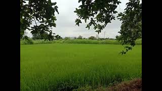 4 GUNTHA LAND FOR SALE IN chinchghar, wada,palghar