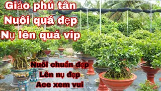 vườn mai giảo phú tân , chăm sóc nụ quá đẹp - nguyễn minh _ 0949363928