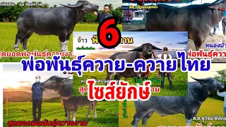 6 พ่อพันธุ์ควายงามไซส์ยักษ์(Thai Buffalo) #พ่อพันธุ์ควายงาม ควายไทย