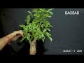 Baobab Bonsai Care Cutting & Pruning #maskmanbonsai