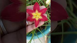 #Rain lily# Part - 3/ morning view/நம் தோட்டத்தில் வண்ண வண்ண மழை லில்லி பூக்கள் 🌷🌷🌷