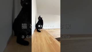 猫と暮らすお家🐈#shorts #猫との暮らし #ねこのいる生活 #ねこ動画 #ねこのいる暮らし #キャットウォーク #注文住宅 #新築 #三重県工務店 #マイホーム