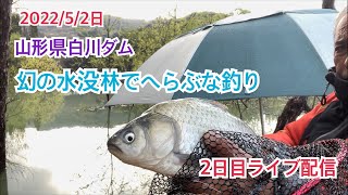 へらぶな釣り2022/5/2日山形県白川ダム幻の水没林で乗っ込み