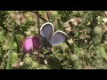 Silver-studded Blue butterfly