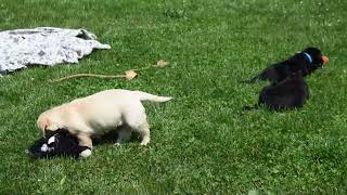 Labrador Retriever Puppies For Sale