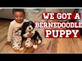 We got a NEW Bernedoodle PUPPY!