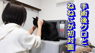 避妊手術後にようやくクロとねねこが初対面！避妊手術後の猫の変化