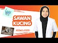 INILAH PUNCA SAWAN KUCING.