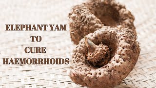 Elephant yam in Haemorrhoids