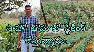 సాహో టొమాటో స్టేకింగ్ చేస్తున్నాము/villagelife natural/agriculture